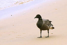 Brant Goose