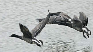 Brant Goose