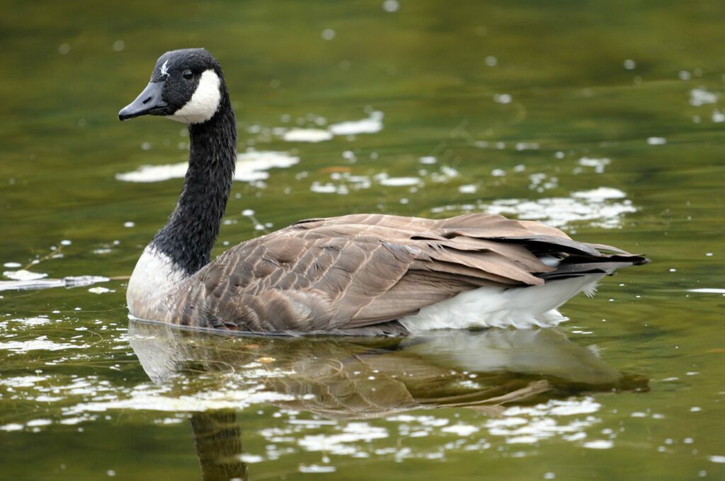 Canada Goose