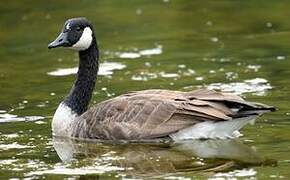 Canada Goose