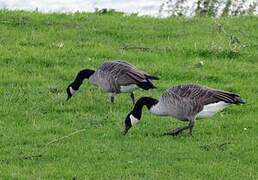 Canada Goose