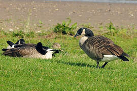 Canada Goose