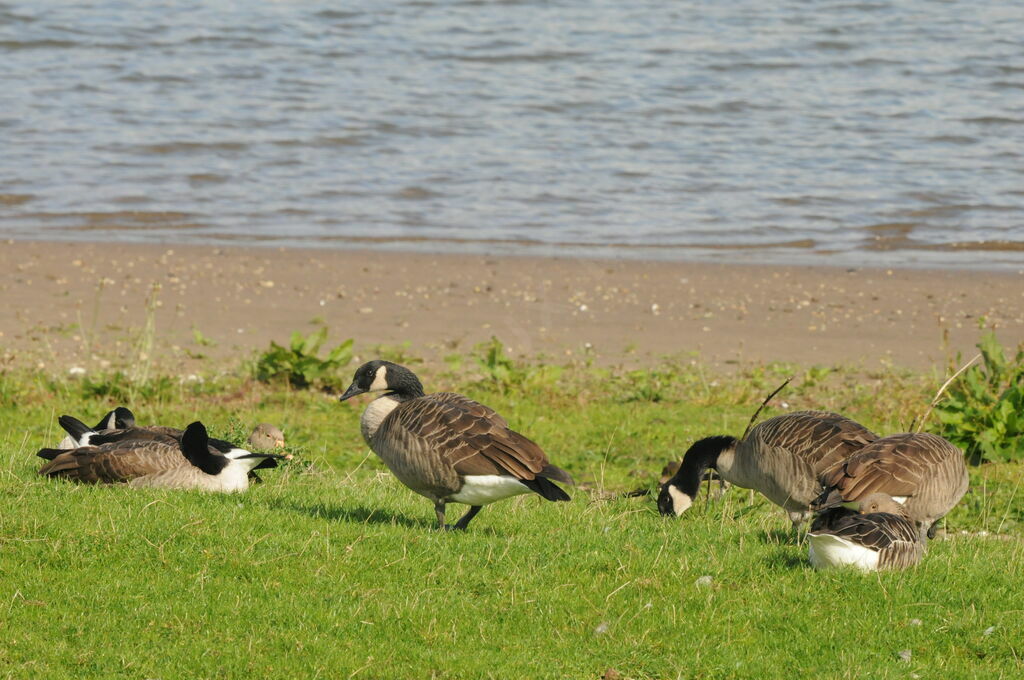 Canada Goose