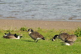 Canada Goose