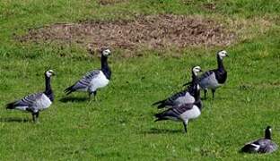 Barnacle Goose