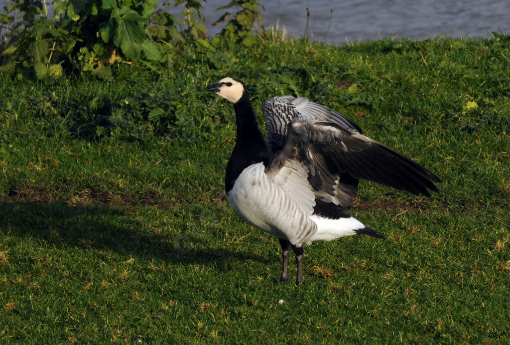 Barnacle Goose