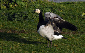 Barnacle Goose