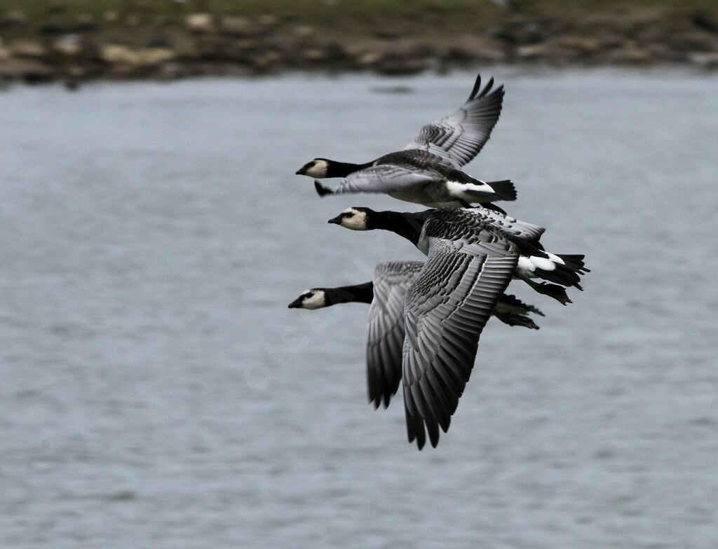 Barnacle Goose