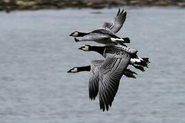 Barnacle Goose