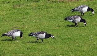 Barnacle Goose