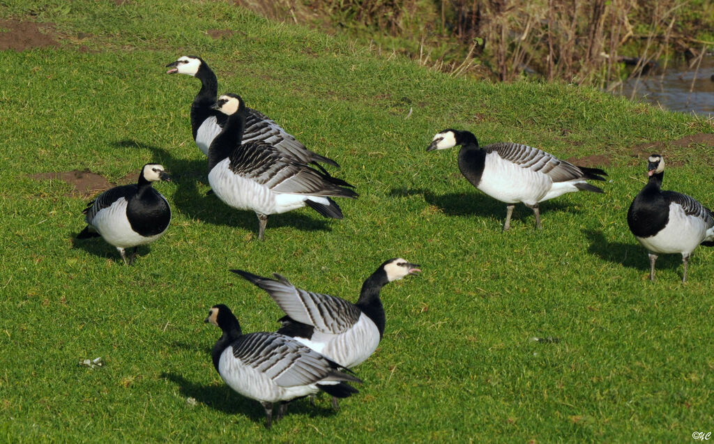 Barnacle Goose