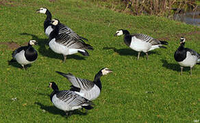 Barnacle Goose