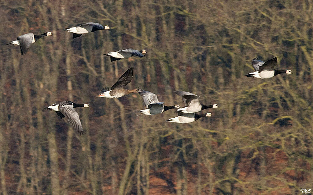 Barnacle Goose