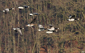 Barnacle Goose