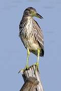 Black-crowned Night Heron