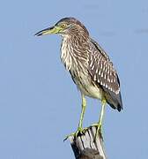 Black-crowned Night Heron