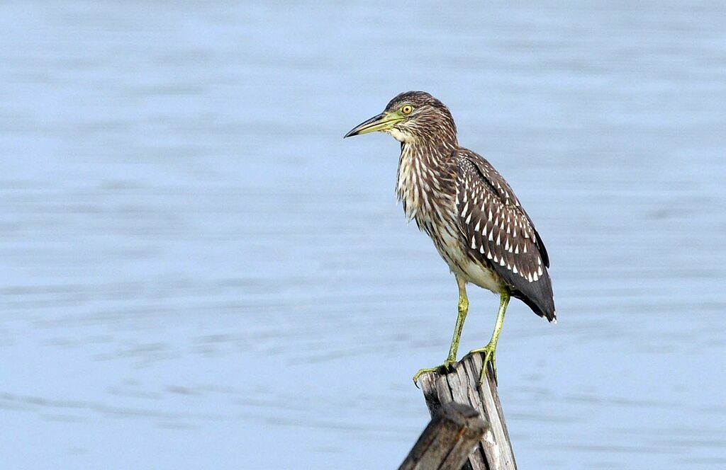 Black-crowned Night Heronjuvenile