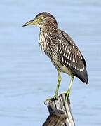 Black-crowned Night Heron