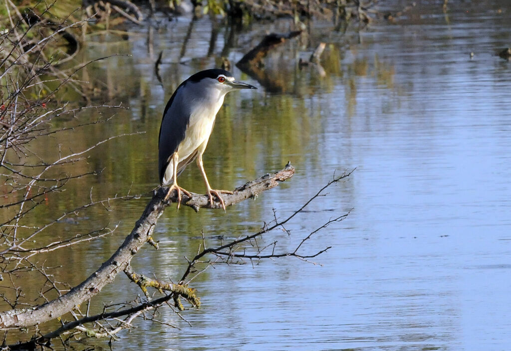 Black-crowned Night Heron