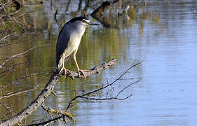 Black-crowned Night Heron