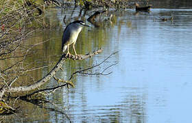 Black-crowned Night Heron