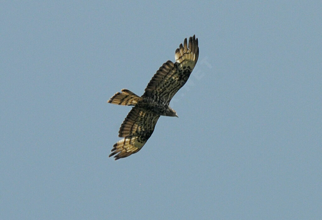 European Honey Buzzard