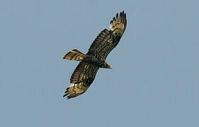 European Honey Buzzard