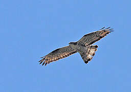 European Honey Buzzard