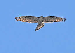 European Honey Buzzard