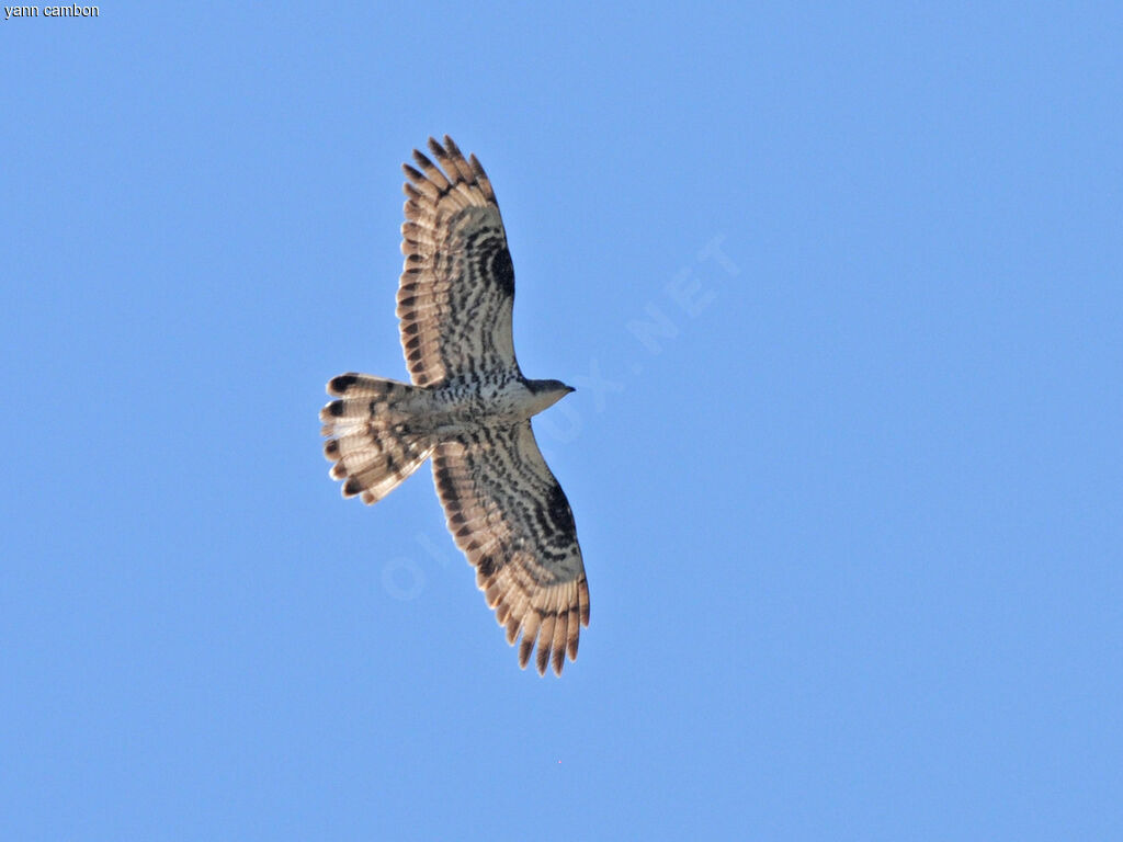 European Honey Buzzard