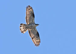 European Honey Buzzard