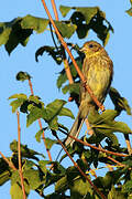 Yellowhammer