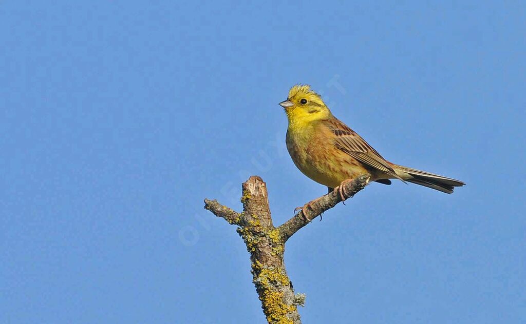 Yellowhammer male adult breeding