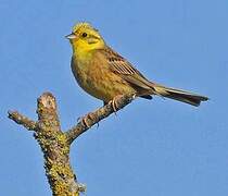 Yellowhammer