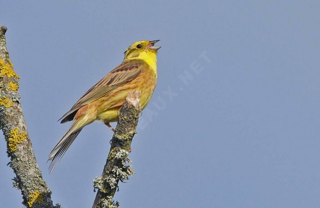 Bruant jaune mâle adulte nuptial