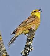 Yellowhammer