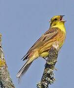 Yellowhammer