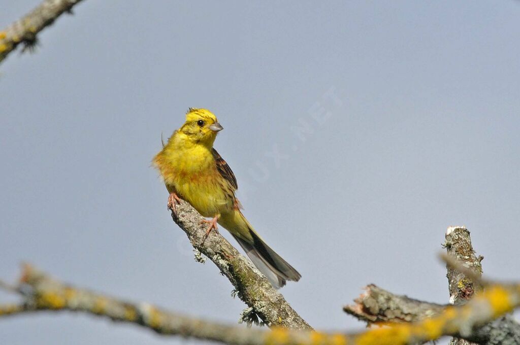 Bruant jaune mâle adulte nuptial