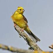 Yellowhammer