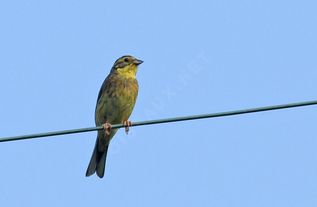 Yellowhammer