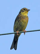 Yellowhammer