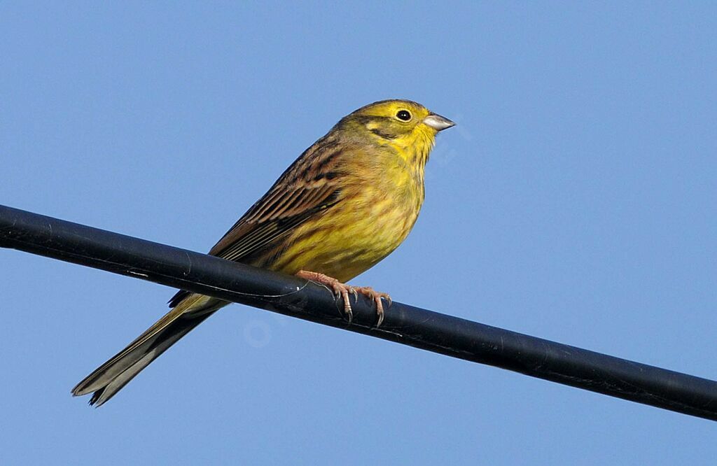 Yellowhammer