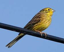 Yellowhammer