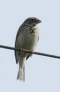 Corn Bunting