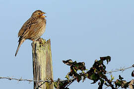 Corn Bunting