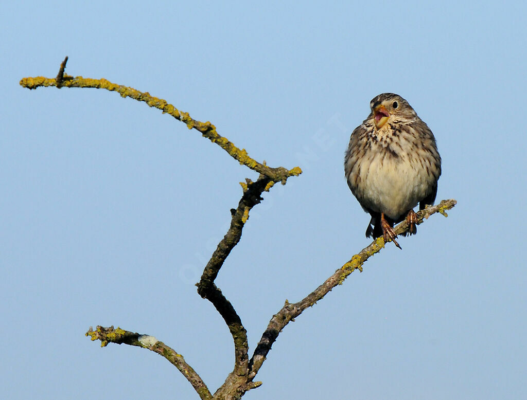 Corn Bunting male adult breeding