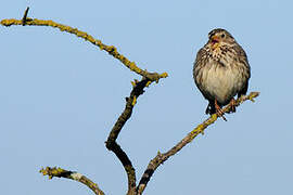 Corn Bunting