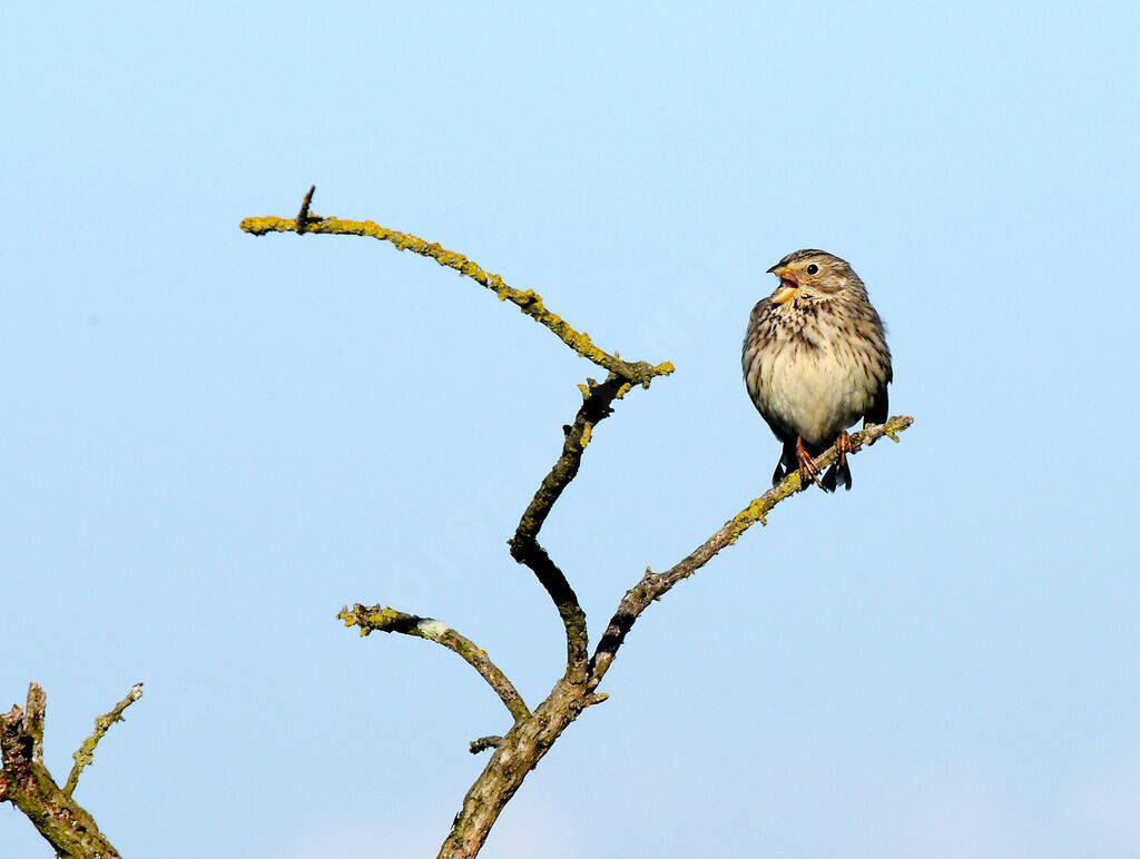 Corn Bunting