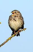 Corn Bunting