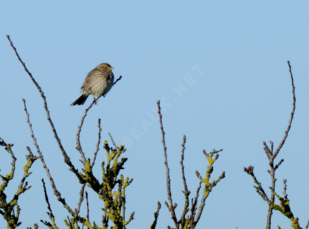 Corn Bunting